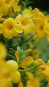 Auviya Organic Cleanse Shampoo 250ml | Daily Scalp Cleanser