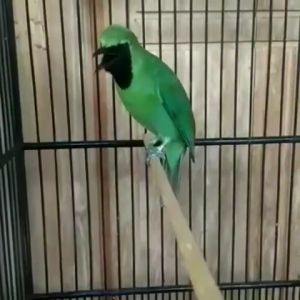 HIGH JAMTROCK RG: Vitamin Burung Cucak Ijo Untuk Ngetrok Lebih Cepat