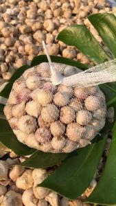 กระเทียมโทนคละขนาด 1 กก