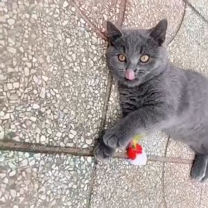 Tikus Bulu Panjang Mainan Kucing Bunyi Cit Cit Mainan Kucing lonceng gigitan Anjing Gigit Dog Cat Toy