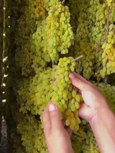 FANZUZHEN | No-wash Ready-to-eat Premium Grape Dried