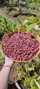 500gr Nui Ống Gạo Lứt Ăn Healthy Mai Ngọc Food - Sản Phẩm Tốt