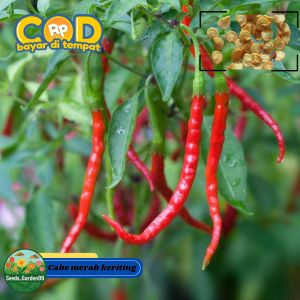 [TERMURAH] BIJI/BENIH CABE  KERITING MERAH (REPACK)