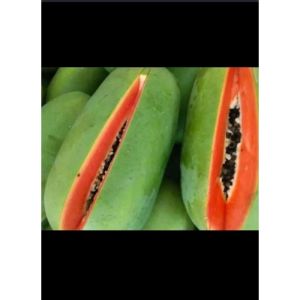 Bibit Biji Pepaya California Kualitas Unggul Isi 60 Biji