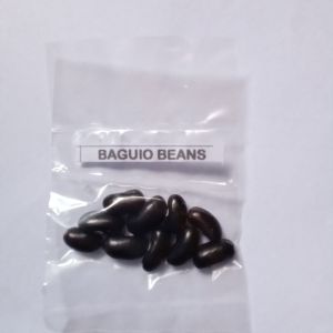 10 Seeds of Baguio Beans Binhi Pantanim