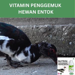 Vitamin Penggemuk Entok Alami 250ml Nafsu Makan Naik Bobot Cepat Bertambah Maksimalkan Penggemukan