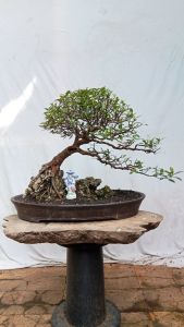 bonsai pohon loa