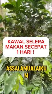 kilocut kapsul kawal selera makan dengan gabungan herba terbaik / kilocut herbal Weight Loss Secret