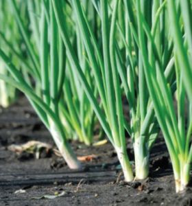 Benih Daun Bawang (Daun Prei) isi 100 biji