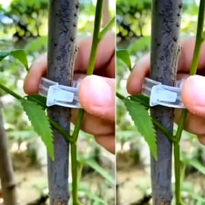 Bộ 100 kẹp cây con treo / kẹp nhánh ràng buộc / kẹp dây leo treo / kẹp dây leo hỗ trợ / kẹp cố định dây leo-NIEVE