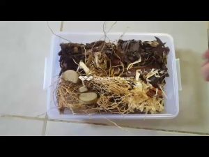 80ml Minyak Si Mbah: Minyak Urut Asli Purbalingga Bahan Alami