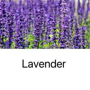 [260ml]WIACHNN Home Fragrance Hotel Scent Aromatherapy Reed Diffuser Refill (260ml)(5 Free Fiber sticks)