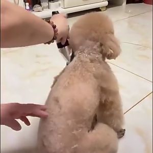 [Giá hủy diệt - hàng tốt] Tông đơ cẳt tỉa lông chó mèo thú cưng - Hàng Fullbox đầy đủ phụ kiện