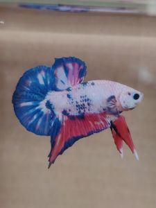 Haftmoon Plakat Betta Fish B15 - Marble Fancy