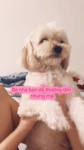 [MỚI] Nước Rửa Tai Dung Dịch Vệ Sinh Tai Trị Nhiễm Trùng Tai Cho Thú Cưng 100ml BEST FRIENDS
