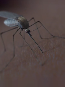 Eco Friendly Bug Zapper for Flies Mosquito Silent UV Light Use Home Office Insect Repellent Device