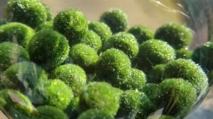 Seaweed Ball Aquarium Plants 幸福海藻球 水族馆植物 鱼缸水草 Fish Tank Water Grass Office Hydroponic Plant Ecological Bottle 办公室水培植物 生态瓶