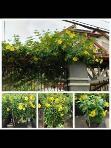 Cây huỳnh anh leo hoa vàng