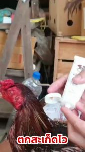 ท็อปวูน เจลทาแผลสดไก่