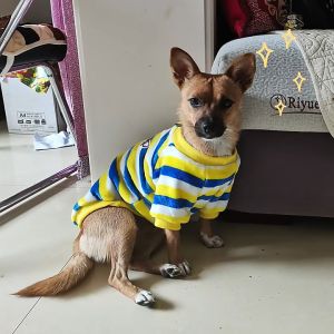 Puppy  สัตว์เลี้ยงน่ารักการ์ตูนสายรุ้งลายเสื้อเสื้อผ้ากำมะหยี่บวก  HHMPS0004