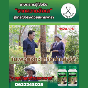 สหายพาราสารทาหน้ายางเปลือกนิ่มกรีดง่ายน้ำยางเปอร์เซ็นต์ดี