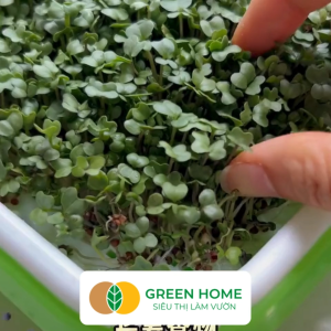 Khay Trồng Rau Greenhome D34xR25xC5cm Nhựa Nguyên Sinh An Toàn Chuyên Trồng Giá Rau Mầm Tại Nhà Không Cần Đất