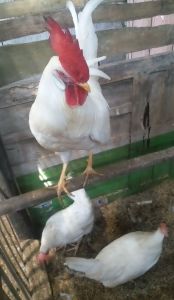 telor tetas ayam white leghorn