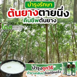 โดสฟาส [โปรสุดคุ้ม] โดส Dose 2 ขวด แถมฟรี 1 ขวด Fastสารจับใบอินทรีย์ เพิ่มประสิทธิภาพการจับใบ ยึดติดเหนียวแน่นหนึบ