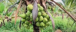 Sweet Pandan Coconut Ready-to-Drink