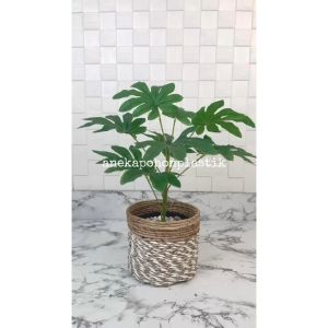 Tanaman Hias Daun Aralia Cover Pot Seagrass Coklat Mini Hiasan Meja Kantor Meja Cafe Aesthetic