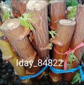 bibit singkong mentega jumbo 50 potong siap di tanam ( COD )