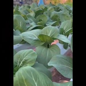 AAA ผักซอง 3A J001 #ผักกาดขาวปลี (ลูกผสม) ผักซองตั้งจัมโบ้ เมล็ดพันธุ์ผัก AAA สามเอ