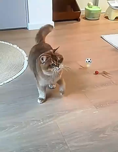 Interactive Bouncing Ball pets playtime small Durable Cat Toy Balls Funny Easy Use Silicone Indoor Rolling Magic self entertainment  well-being feather hunting instincts  physical activity