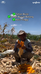 Benih Jagung NK 7202 | NK JUARA - 1Kg