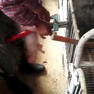 Piglet Castration holder hang type Tool Castration Frame Pig Castrator Frame Stainless steel piglet castration frame