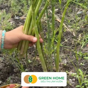 Hạt Giống Măng Tây Xanh GreenHome Gói 0.5g~30 hạt Dễ Trồng Nảy Mầm Cao Thu Hoạch Năng Suất T19