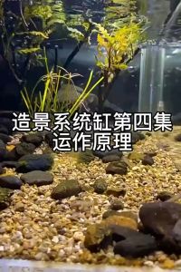 Aquarium Air Pump Filter Plate with Extension Tube for Fish Tank Fish tank bottom filter plate