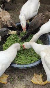 แหนแดง สายพันธุ์เกษตร(2kg) กดรับของแถมด้านใน