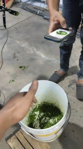 2pcs pisau pencacah rumpu 25cm+as tajam tinggal pakai