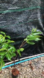 Lá Vối Nếp TươiTrà Lá Vối