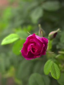 EFUTON TEA | Premium Large Size Unsulphured Rose Crown Tea