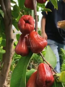 Bibit Tanaman Jambu Air Citra Merah Cepat Berbuah Terlaris