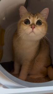 ห้องน้ำแมวอัตโนมัติ Catmaster Automatic Cat Toilet สำหรับแมว ประกันศูนย์ไทย ส้วมแมวอัตโนมัติ ห้องน้ำแมว Automatic ท้าชน Meet Tonepie Catlink Petkit