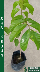 Anak Pokok Dokong Buah Dokong 龙宫果 Pokok Dukong Longkong Plant SHS Kebun