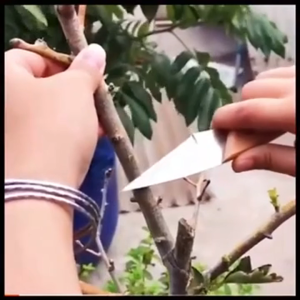 PVC Grafting Tape Stretchable Self Adhesive Wire Stretch Film Tape Gardening Bind Belt Grafting Tool