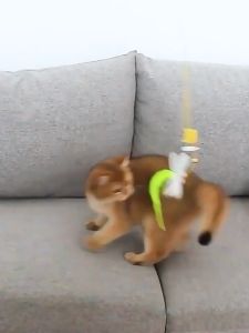 Pet Cat Interactive Hanging Door Suction Swing Caterpillar Bell Teaser Chasing Toy