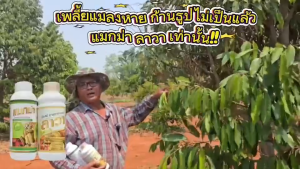 💥ส่งฟรี💥ปุ๋ยน้ำลาวา 2 ขวด ปริมาณขวดละ 1 ลิตร