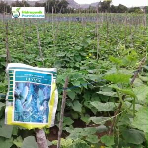 Benih Timun Mentimun Ketimun Naya F1 Cap Mutiara Bumi Isi 200 Butir