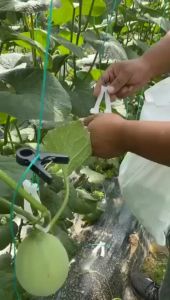 Melon Fruit Hanger / Stalk Support Model A | Penyangga / Penopang Tangkai Buah Melon