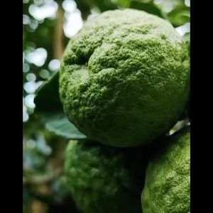 Bibit Jeruk Purut OKULASI siap tanam